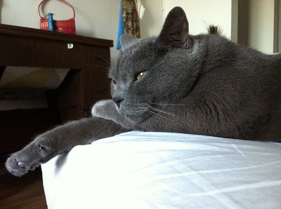 Home visits for cat - Fofo!